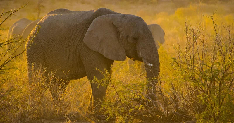 La Namibie, l'Afrique australe autrement